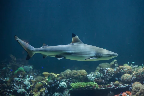 Tiburón de arrecife Blacktip — Foto de Stock