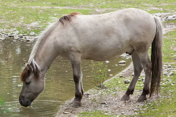 Heck horse (Equus ferus caballus) — Stock Photo, Image