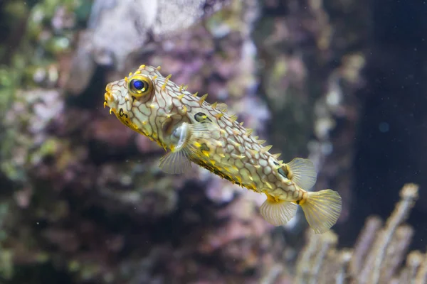 Çizgili burrfish (Chilomycterus schoepfi) — Stok fotoğraf