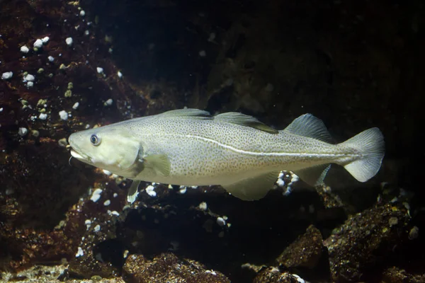Atlantic cod (Gadus morhua), — Stock Photo, Image