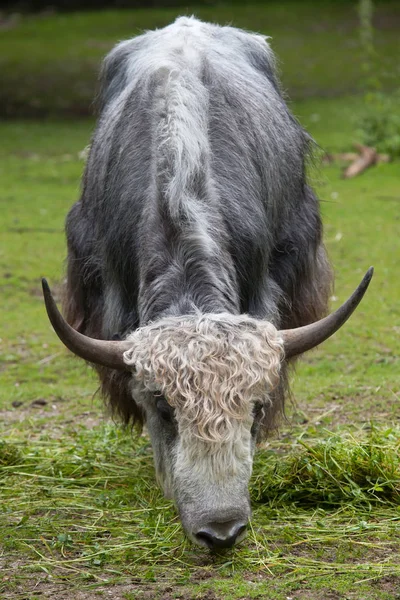 Yerli yak (Bos grunniens) — Stok fotoğraf