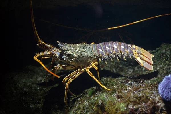 Homard épineux commun — Photo