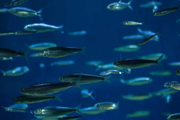 欧洲海洋沙丁鱼 — 图库照片
