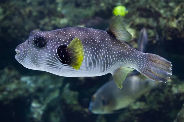 Puffer a macchie bianche (Arothron hispidus) — Foto Stock