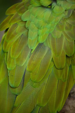 Green military macaw feathers clipart
