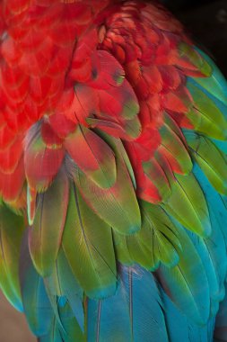 Green-winged macaw (Ara chloropterus) clipart