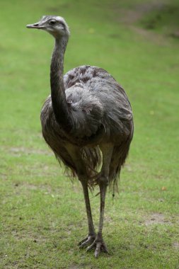 büyük rhea (rhea americana)