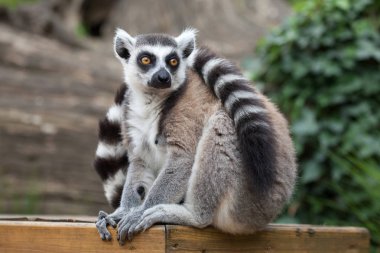 Ring-tailed lemur (Lemur catta) clipart
