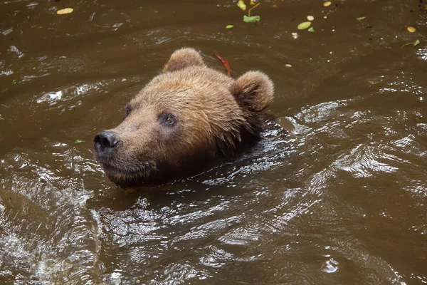 Urso castanho de Kamchatka — Fotografia de Stock