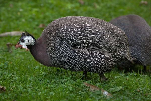 Domesticated guinea fowl — Stock Photo, Image