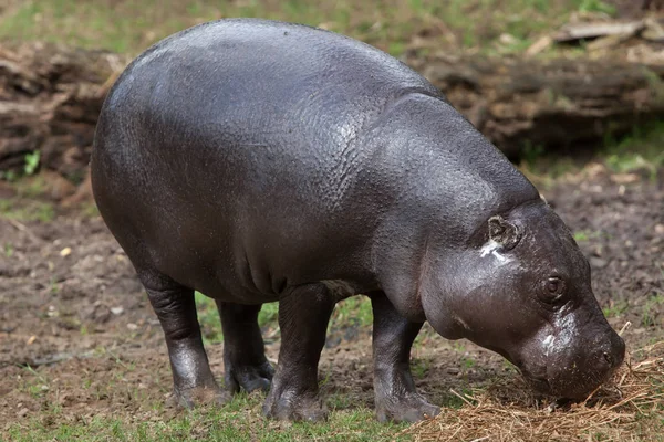 Pygmé flodhäst (kallad liberiensis) — Stockfoto