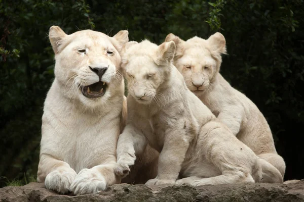 Leão branco com filhotes — Fotografia de Stock