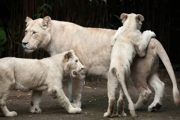 Leone bianco con cuccioli — Foto Stock