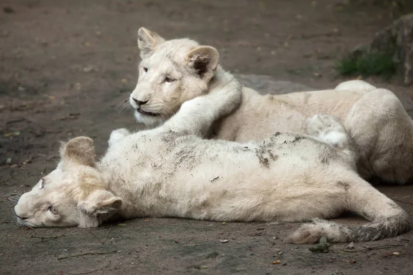 Lion bianco cuccioli — Foto Stock