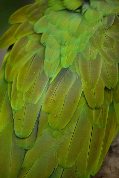 Piume di ara militare verde — Foto Stock