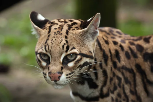 Ocelot (Leopardus pardalis) — стокове фото