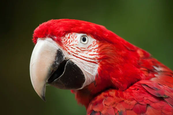 Červené a zelené okřídlený papoušek — Stock fotografie
