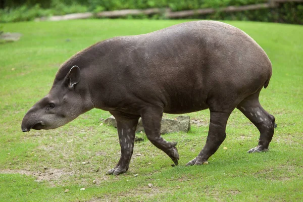 Tapir sudamericano — Foto de Stock