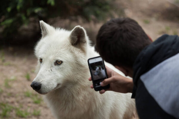 Arctic wolf (Canis lupus arctos)