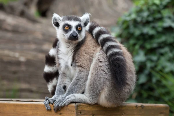 Lemur białogłowy (Lemur catta)) — Zdjęcie stockowe