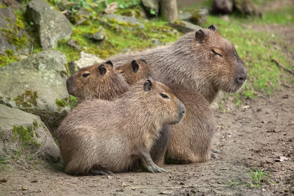 Capibaras (Hydrochoerus hydrochaeris ) —  Fotos de Stock