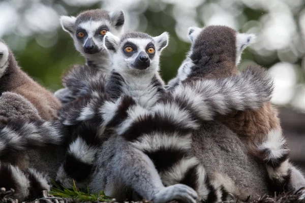 Gyűrűsfarkú makik (lemur catta) — Stock Fotó