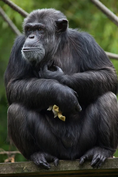 Обыкновенный шимпанзе (Pan troglodytes ) — стоковое фото