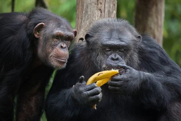 Drôle Chimpanzés communs — Photo