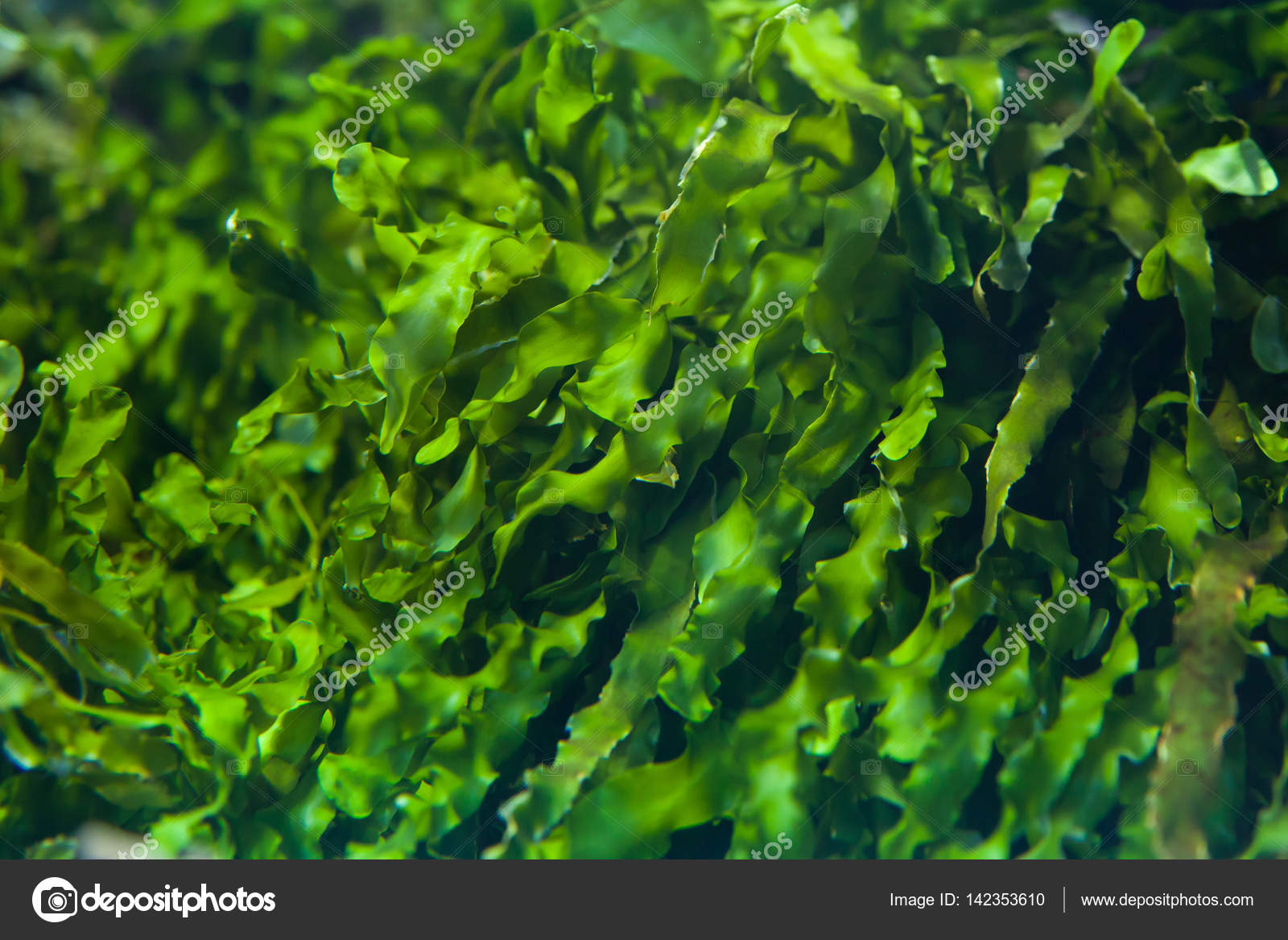 seaweed green