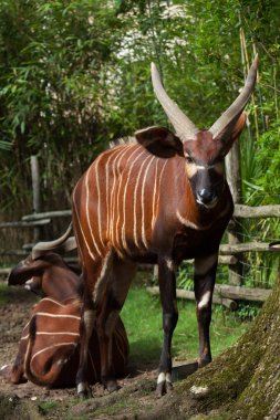 Doğu bongo (yayılım gösterir: eurycerus isaaci)