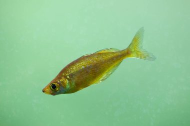 Kırmızı rainbowfish (Glossolepis incisus)