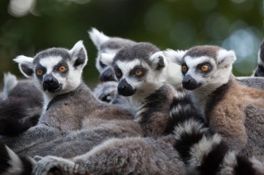 Ring-Tailed Lemurlar (lemur catta)