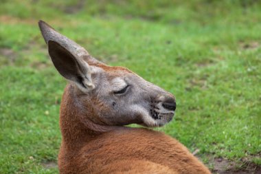 Kırmızı Kanguru (Macropus Rufus)