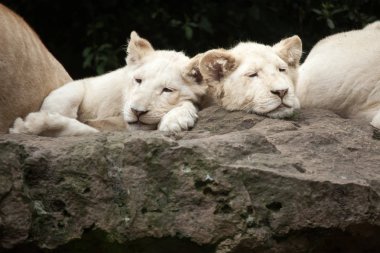 Beyaz Aslan yavruları