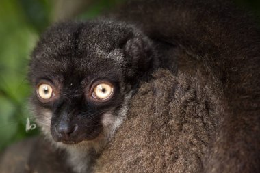Female white-headed lemur  clipart