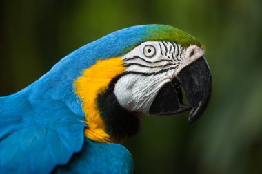 mavi-sarı ara (ara ararauna)