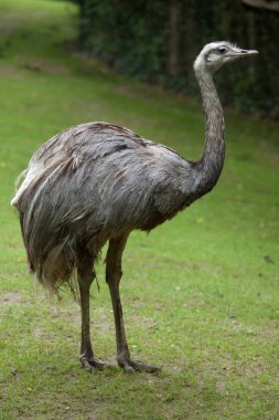 büyük rhea (rhea americana)