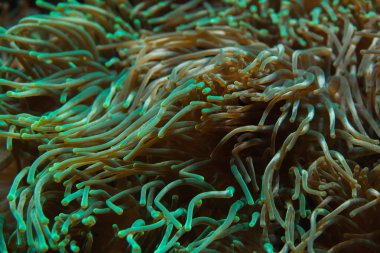 Kabarcık-ipucu anemone arka plan 