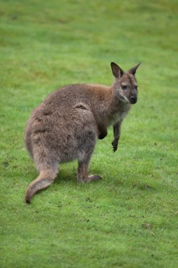 Red-necked wallaby (Macropus rufogriseus) clipart