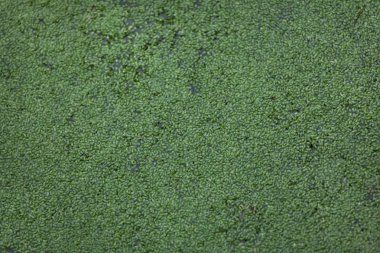 Ortak duckweed (Lemna minör)