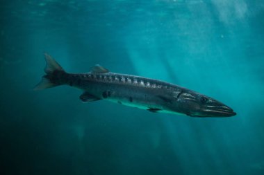 Great barracuda (Sphyraena barracuda) clipart
