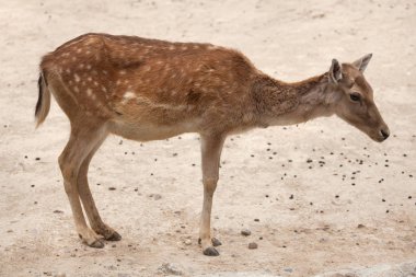 Fallow geyiği (Dama dama)