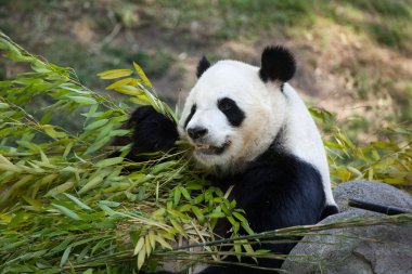 dev panda (ailuropoda melanoleuca)