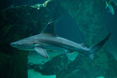 Kum köpekbalığı (Carcharhinus plumbeus)