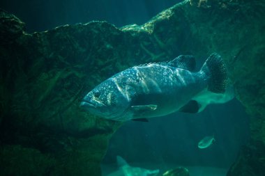 Dev orfoz (Epinephelus lanceolatus)