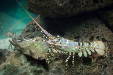 Karayip spiny ıstakoz 