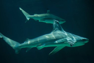 Kum köpekbalığı (Carcharhinus plumbeus)