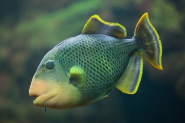 Yellowmargin deniz triggerfish