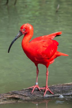 Scarlet ibis (Eudocimus ruber) clipart