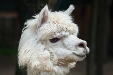 Lama (Lama glama)